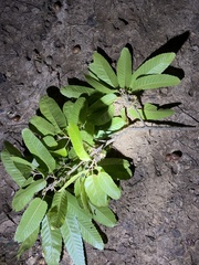 Quercus acutissima