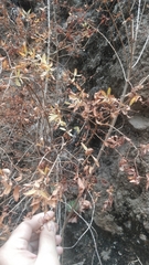 Hypericum canariense