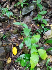 Achyranthes japonica