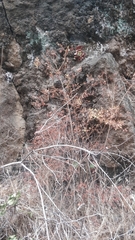 Hypericum canariense