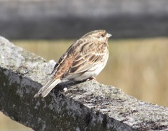 Emberiza leucocephalos