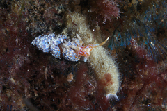 Austraeolis ornata