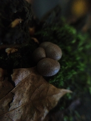 Lycogala epidendrum