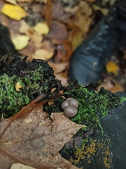 Lycogala epidendrum