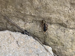 Dolichoderus scabridus