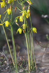 Albuca shawii