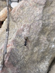 Dolichoderus scabridus