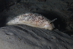 Pleurobranchaea maculata