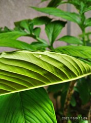 Eupanacra elegantulus