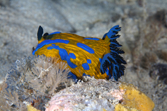 Tambja verconis