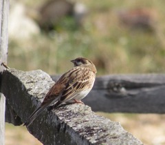 Emberiza leucocephalos
