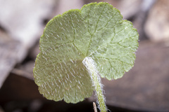 Hydrocotyle hirta