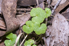 Hydrocotyle hirta