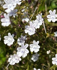 Nemesia diffusa