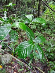 Ficus benguetensis
