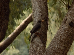 Turdus smithi