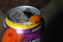 Doriopsilla carneola