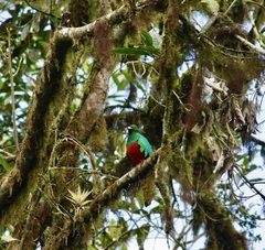 Pharomachrus auriceps