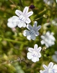 Nemesia diffusa