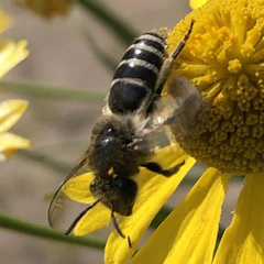 Colletes compactus