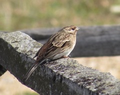 Emberiza leucocephalos