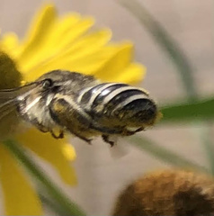 Colletes compactus