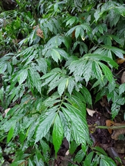Elatostema lineolatum