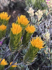 Pteronia fasciculata