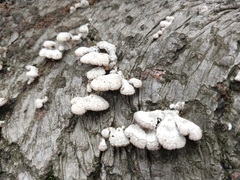 Schizophyllum commune