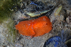 Discodoris paroa