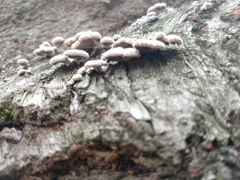Schizophyllum commune