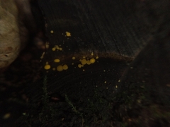 Calycina citrina