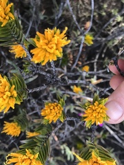 Pteronia fasciculata