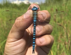 Aeshna affinis