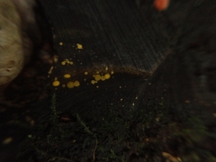 Calycina citrina