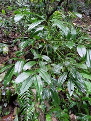 Ardisia virens