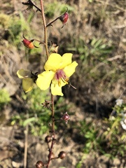 Verbascum virgatum