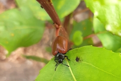 Chrysomela populi