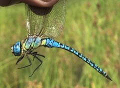 Aeshna affinis