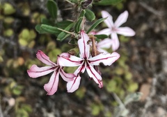 Pachypodium succulentum