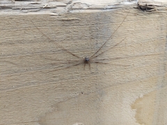 Dicranopalpus