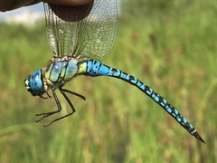 Aeshna affinis