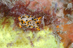 Thecacera pennigera