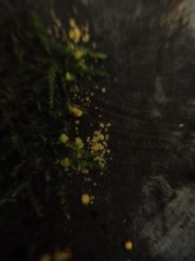 Calycina citrina