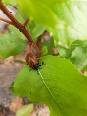 Chrysomela populi