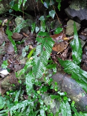 Leptochilus wrightii