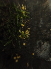 Calycina citrina