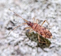 Ozophora picturata