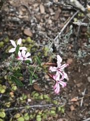 Pachypodium succulentum