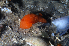 Doriopsilla carneola